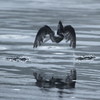 水面飛行