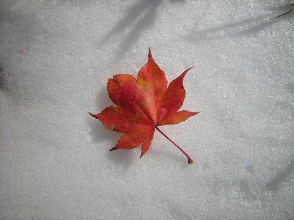 紅葉狩り
