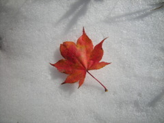 紅葉狩り