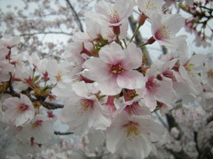さくらぁ。