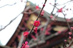 一眼入手の頃　5