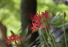 綺麗なお花　1