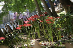 綺麗なお花　2