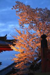 清水寺　ライトアップ　11