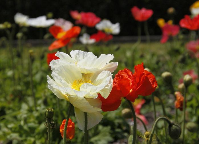綺麗な花　１