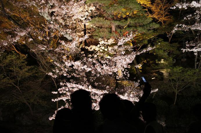 清水寺　ライトアップ　2