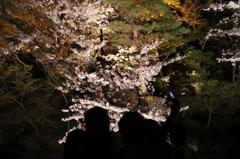 清水寺　ライトアップ　2