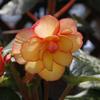 綺麗な花　7