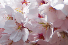 桜-小石川後楽園