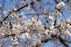 桜-小石川後楽園