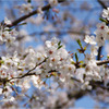 桜-小石川後楽園