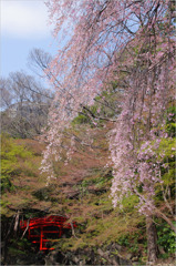 桜-小石川後楽園