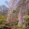 桜-小石川後楽園