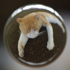 neko-宙玉レンズ