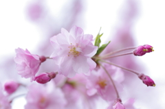桜-小石川後楽園