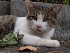 野生なので