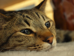 だらけるのが仕事なので