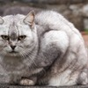 長崎のぬこ