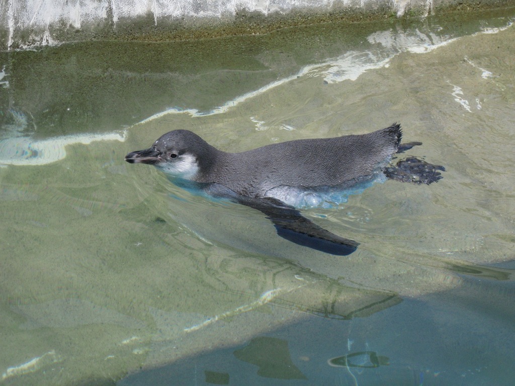 ペンギン