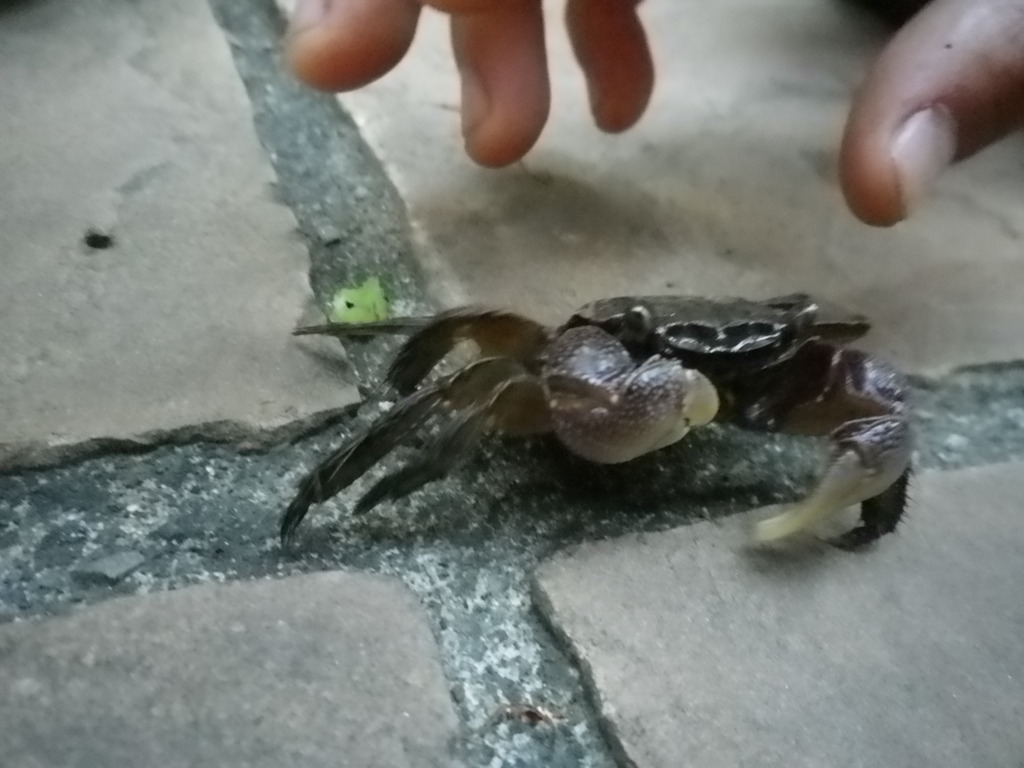 毛蟹？
