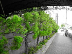 日傘