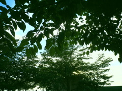 緑から空