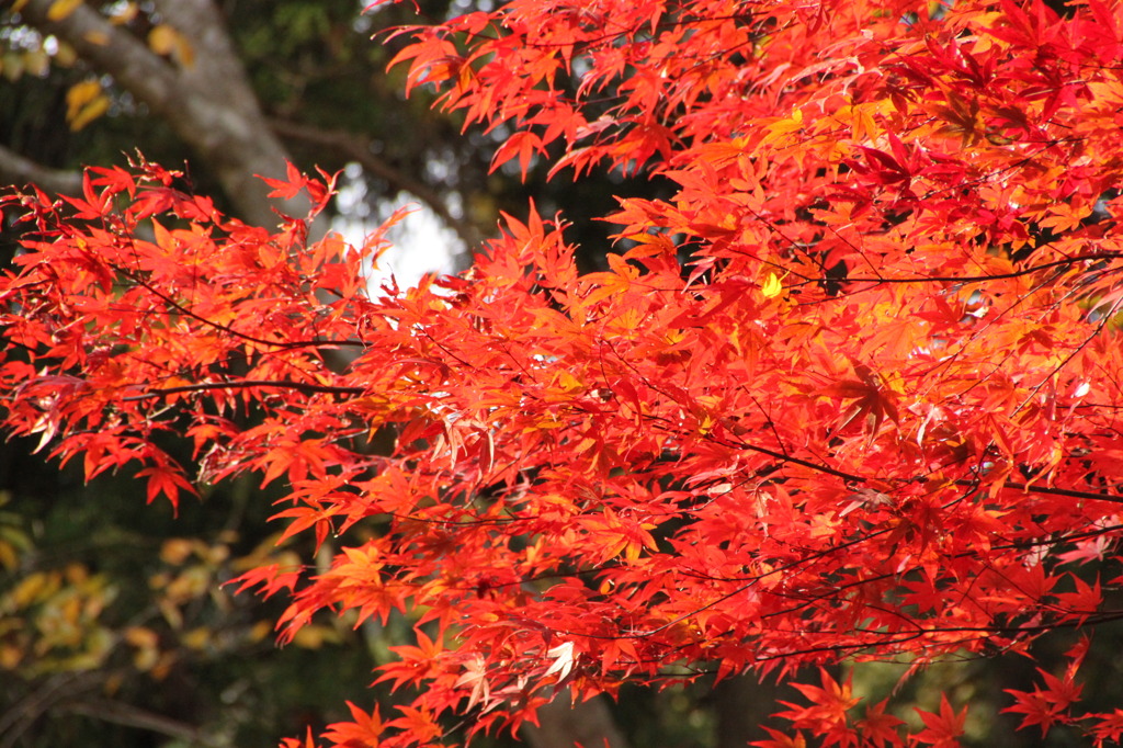 紅葉