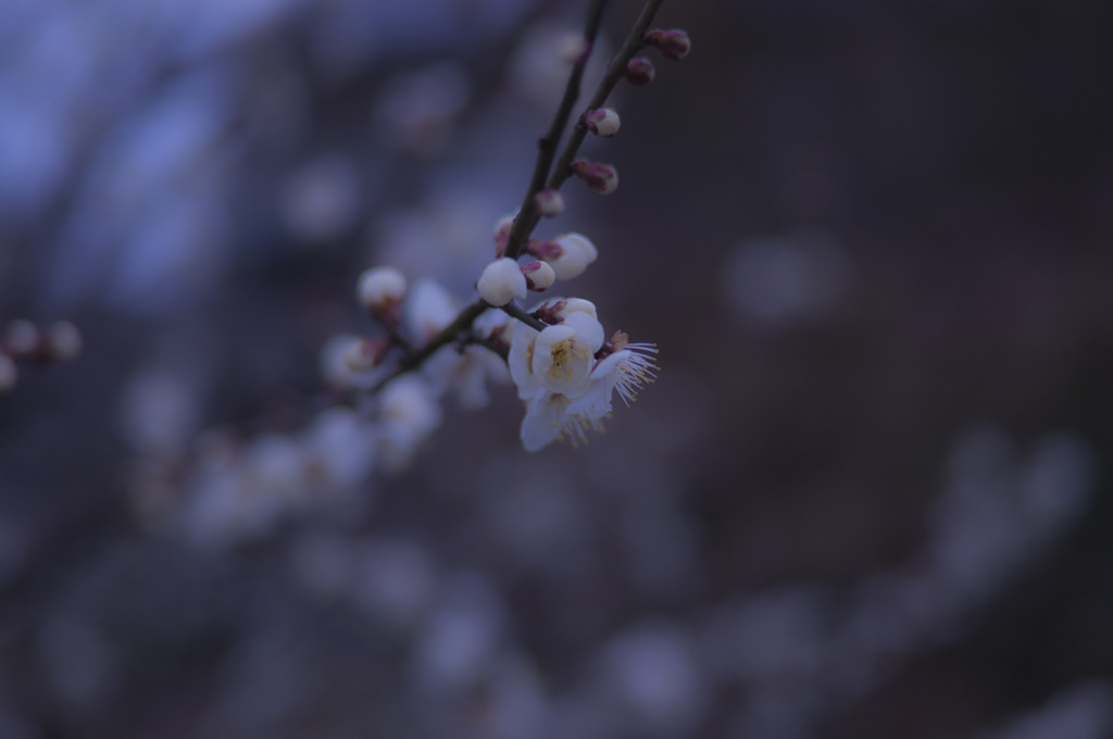 梅の花