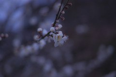 梅の花