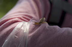 森の生き物