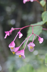 山の花