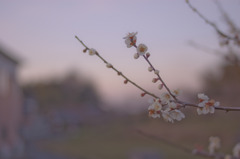 梅