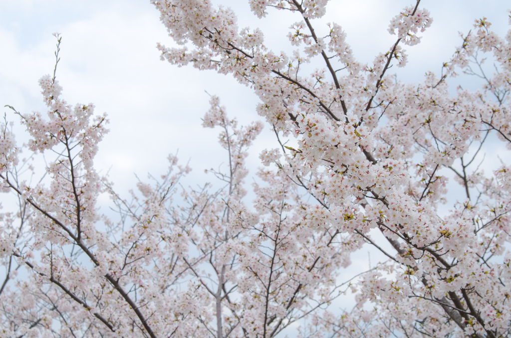 桜咲く