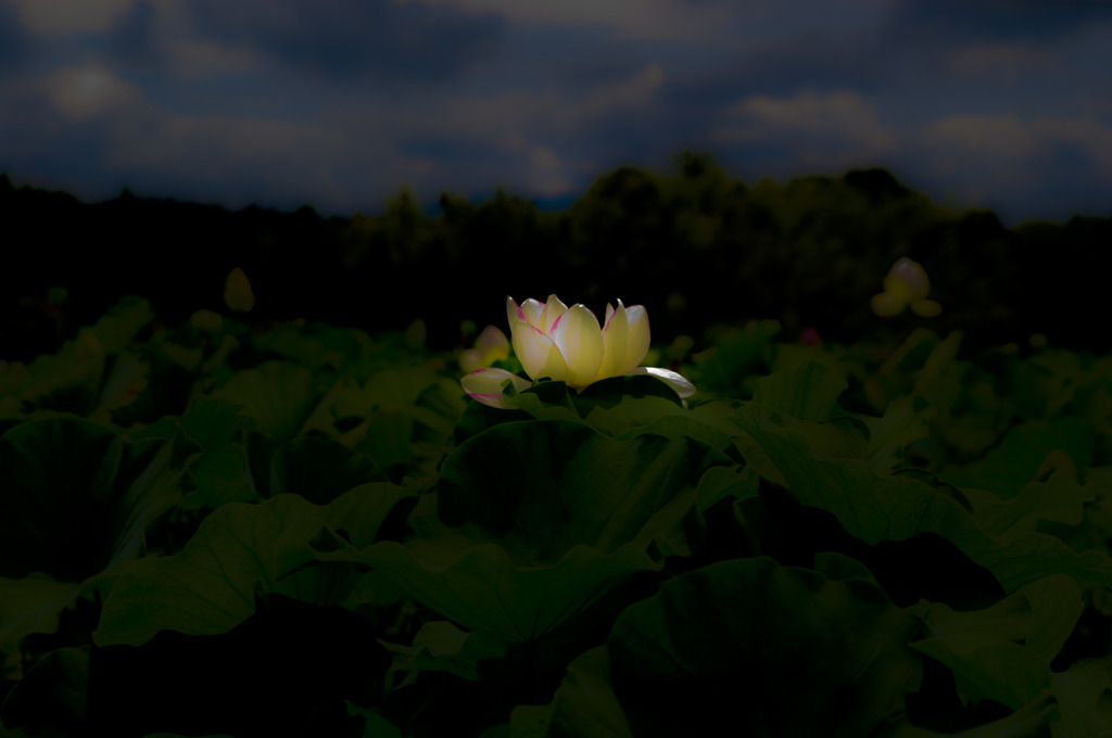 レンコンの花