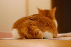 おもち