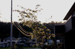夕方