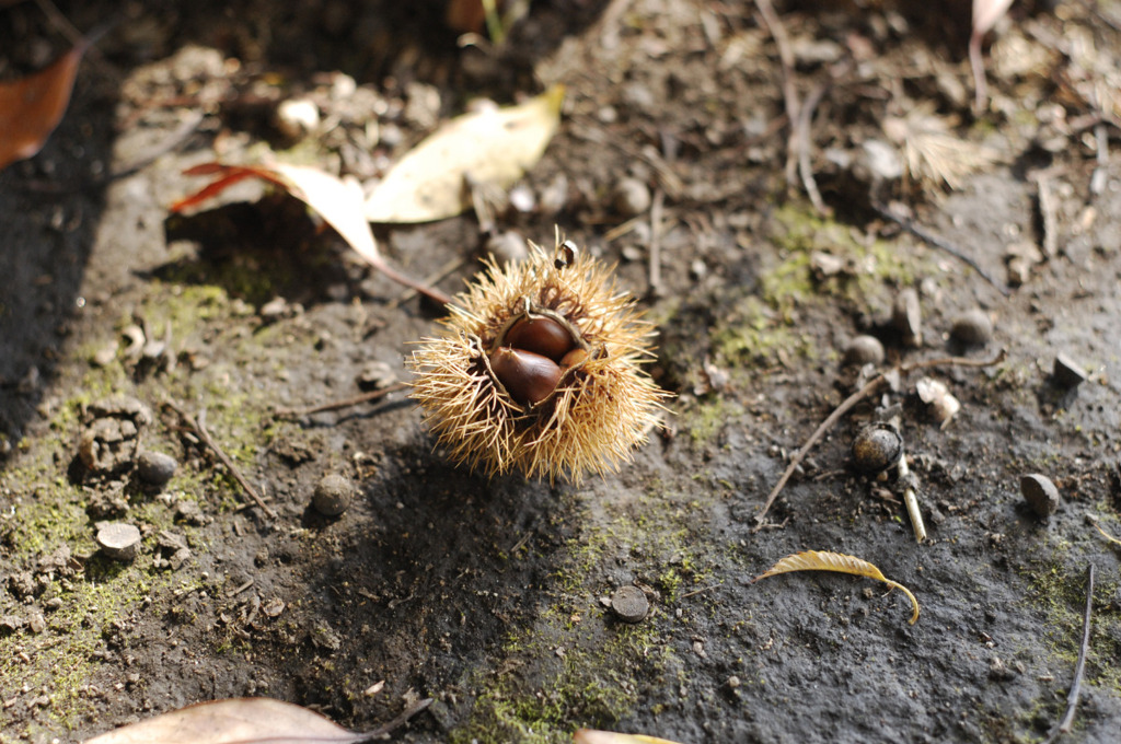 栗見つけた