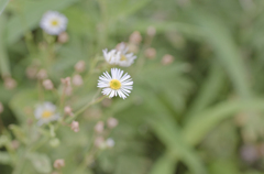 野に咲く花のように