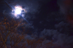 月明かりと星と雲と木