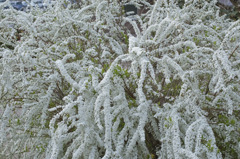 ホワイト雪柳