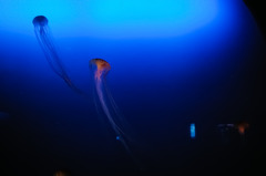 _IGP4664