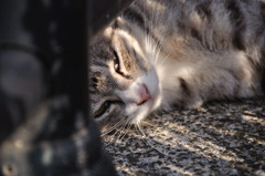 やっぱだるいから寝る