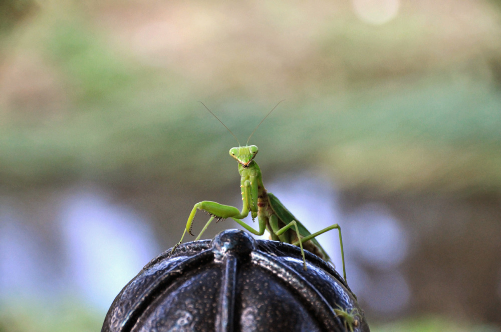元気ですか~。　あんときのカマキ