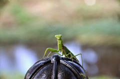 元気ですか~。　あんときのカマキ