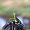 元気ですか~。　あんときのカマキ