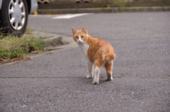 何だちみは？