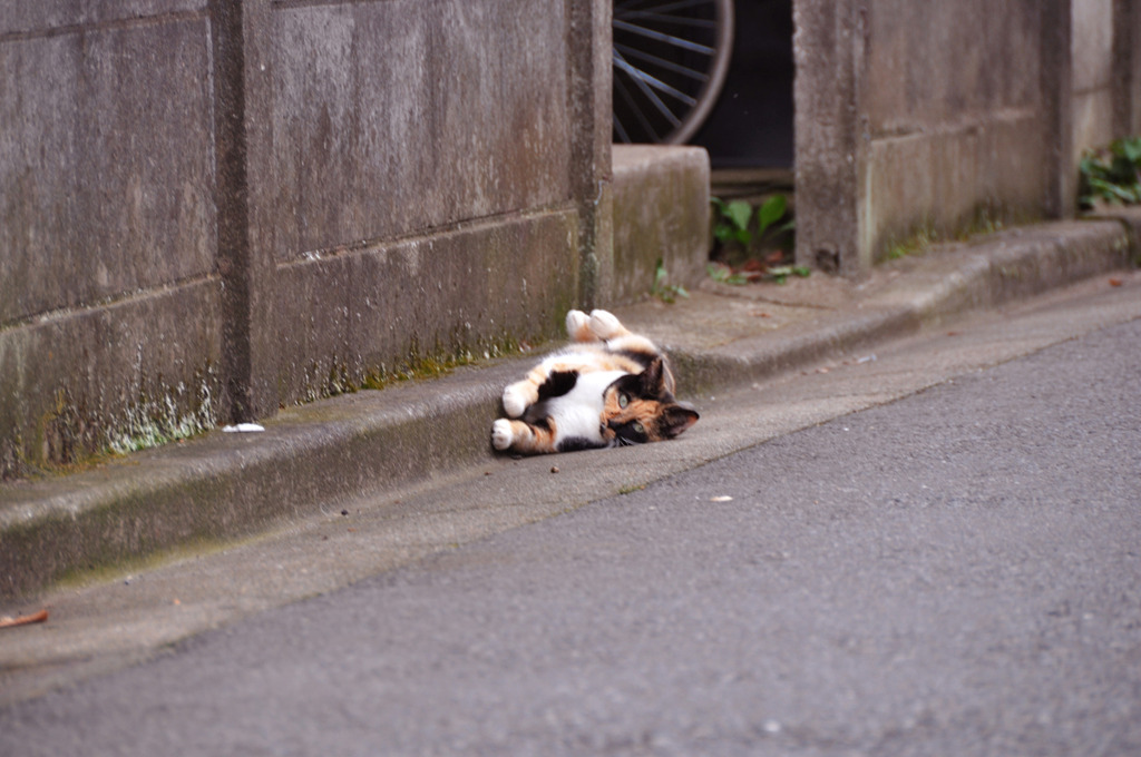 アスファルト最高。