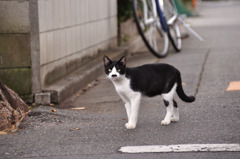 カトちゃんペッ。。