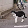 カトちゃんペッ。。