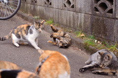 カメラを意識？